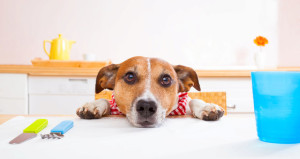 2597189-img-pes-jack-russel-stul-jidlo-loudit-loudeni-psi-oci-roztomily-smutny