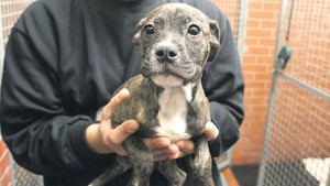 407590-top_foto1-p7qix