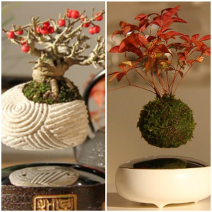 1361145_levitujici-bonsai-otvirak_image_620