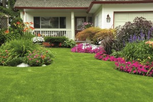 houses_gardens_petunia_446349