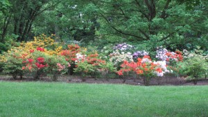 kompozice pěnišníky Rhododendron kultivar 1