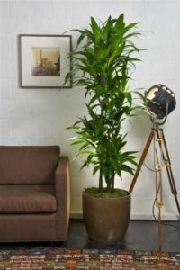 dracaena