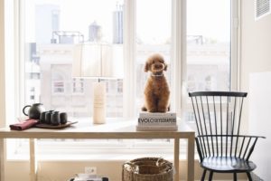 gallery-1479850295-pet-friendly-apartments-books