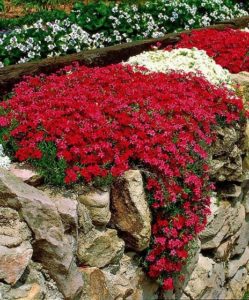 phlox-subulata